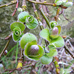 Gsadalsplur / Salix hybrid