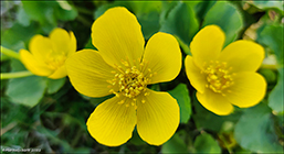 Mrislja / Caltha palustris L.