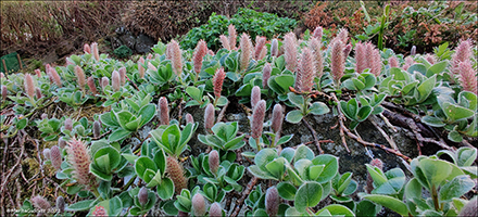 Hybrid af Salix fra Gásadalur. 