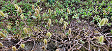 Loðpílur / Salix lanata