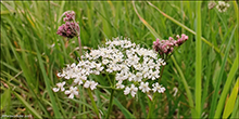 Stór jarðarnøt (Conopodium majus (Gouan) Loret)