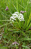 Stór jarðarnøt (Conopodium majus (Gouan) Loret)