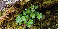 arsteinbrot / Saxifraga rivularis L.