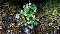 arsteinbrot / Saxifraga rivularis L.