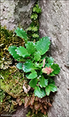 Snjsteinbrot / Saxifraga nivalis L.