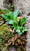 Snjsteinbrot / Saxifraga nivalis L.