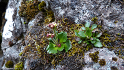 Snjósteinbrot / Saxifraga nivalis L.