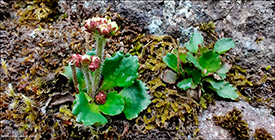 Snjósteinbrot / Saxifraga nivalis L.