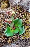 Snjósteinbrot / Saxifraga nivalis L.