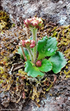 Snjósteinbrot / Saxifraga nivalis L.