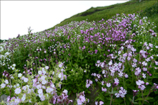 Reydlig bjargablma / Silene dioica.