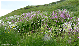 Reydlig bjargablma / Silene dioica.