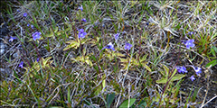 Vanligt undirlgugras / Pinguicula vulgaris