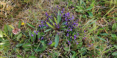 Sm silkibond / Polygala serpyllifolia