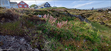 Saxifraga umbrosa