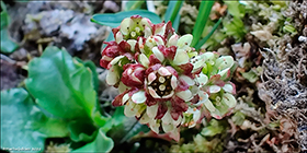 Snjsteinbrot / Saxifraga nivalis L.