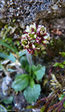 Snjsteinbrot / Saxifraga nivalis L.