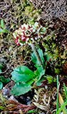 Snjsteinbrot / Saxifraga nivalis L.