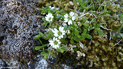 Strblmt hsnagras / Cerastium arcticum