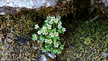 arsteinbrot / Saxifraga rivularis L.