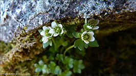 arsteinbrot / Saxifraga rivularis L.