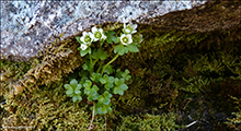 arsteinbrot / Saxifraga rivularis L.