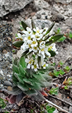 Fjallavrperla / Draba norvegica Gunn. (Draba rupestris R.Br.)