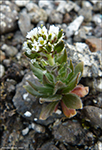 Fjallavrperla / Draba norvegica Gunn. (Draba rupestris R.Br.)