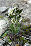 Fjallavrperla / Draba norvegica Gunn. (Draba rupestris R.Br.)