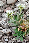 Fjallavrperla / Draba norvegica Gunn. (Draba rupestris R.Br.)