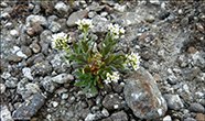 Fjallavrperla / Draba norvegica Gunn. (Draba rupestris R.Br.)