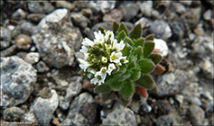 Fjallavrperla / Draba norvegica Gunn. (Draba rupestris R.Br.)