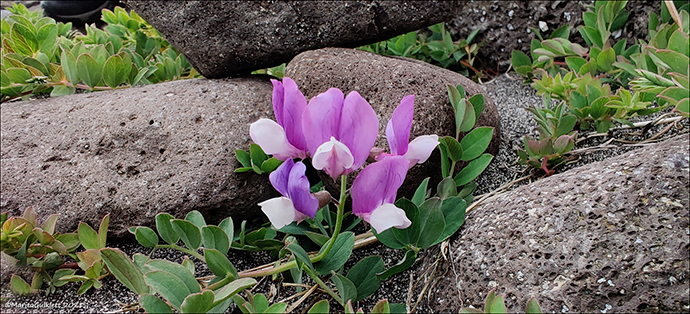 Lathyrus japonicus subsp. maritimus