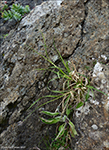 Hvusvrt str Carex atrata L.