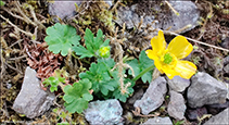 Svnaslja (Ranunculus acris s.l.)