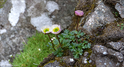 Snjslja / Ranunculus glacialis