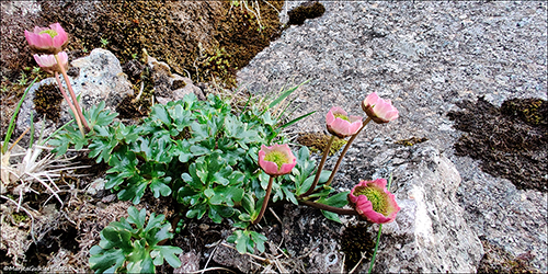 Snjslja / Ranunculus glacialis