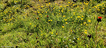 Pilosella aurantiaca