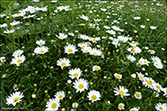 Hvítt oksaeyga / Leucanthemum vulgare Lam. (Chrysanthemum leucanthemum L.)