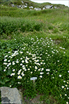 Hvtt oksaeyga / Leucanthemum vulgare Lam. (Chrysanthemum leucanthemum L.)