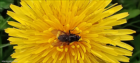 Várhagasólja / Taraxacum vulgare (L.)