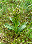 Grnlig barnart / Grnligt hjnagras / Coeloglossum viride (L.) Hartm. Sandoy.