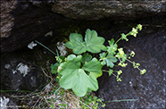 Hvasstent skra / Alchemilla wichurae (Buser) Stefnsson.