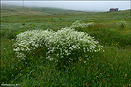 Villikervil / Anthriscus sylvestris (L.) Hofm.