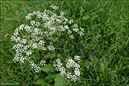 Villikervil / Anthriscus sylvestris (L.) Hofm.