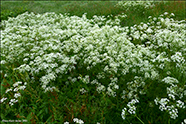 Villikervil / Anthriscus sylvestris (L.) Hofm.