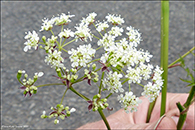 Villikervil / Anthriscus sylvestris (L.) Hofm.