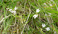 Sm silkibond / Polygala serpyllifolia