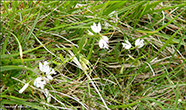 Sm silkibond / Polygala serpyllifolia