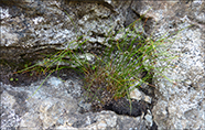 Mosasev / Juncus trifidus L.